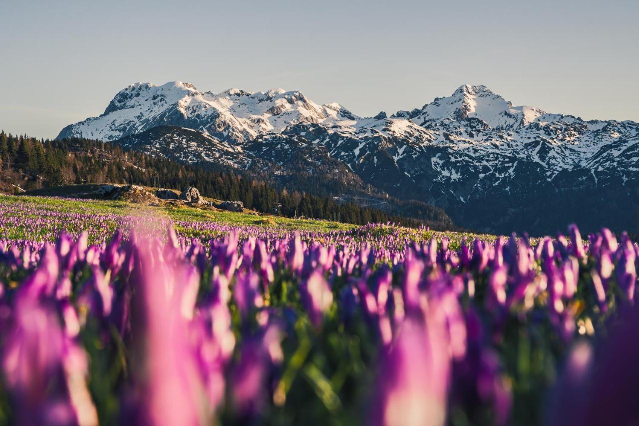 Koca Ojstrica - Velika Planina Stahovica Exterior foto