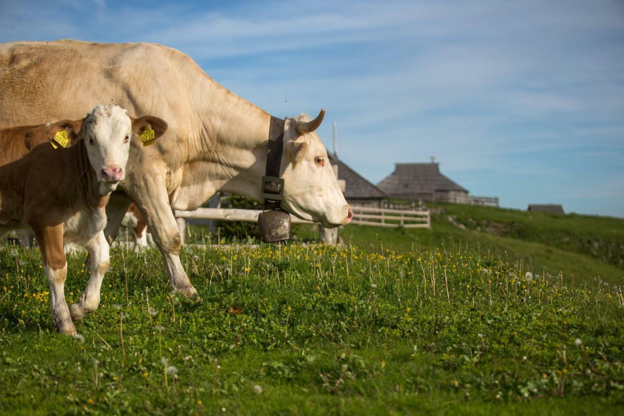 Koca Ojstrica - Velika Planina Stahovica Exterior foto